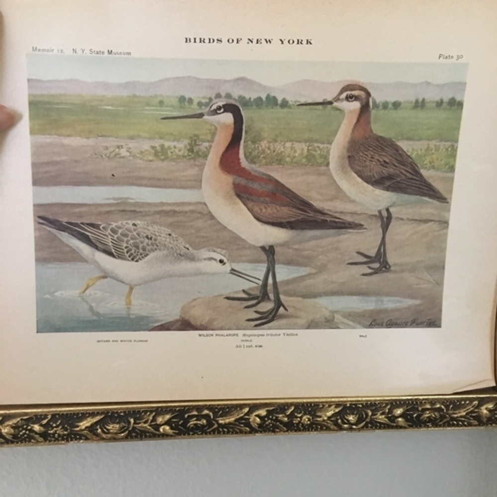 🖤5/$25 🖤 Antique Ornithological Bird Print Original 1913 print